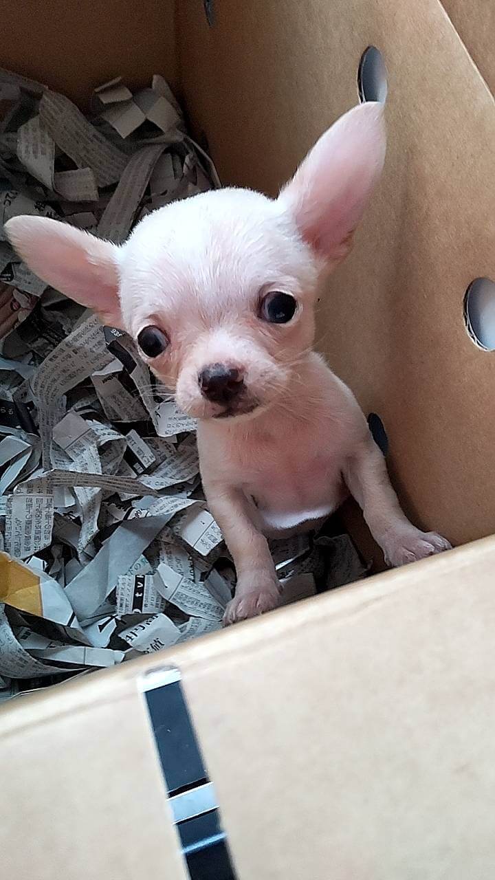 スムースチワワ　女の子