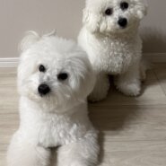 小型犬のみ一時預かり可能です。