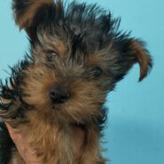 ヨークシャテリア　3ヶ月