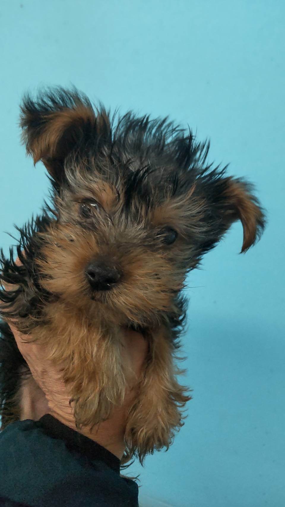 ヨークシャテリア　3ヶ月