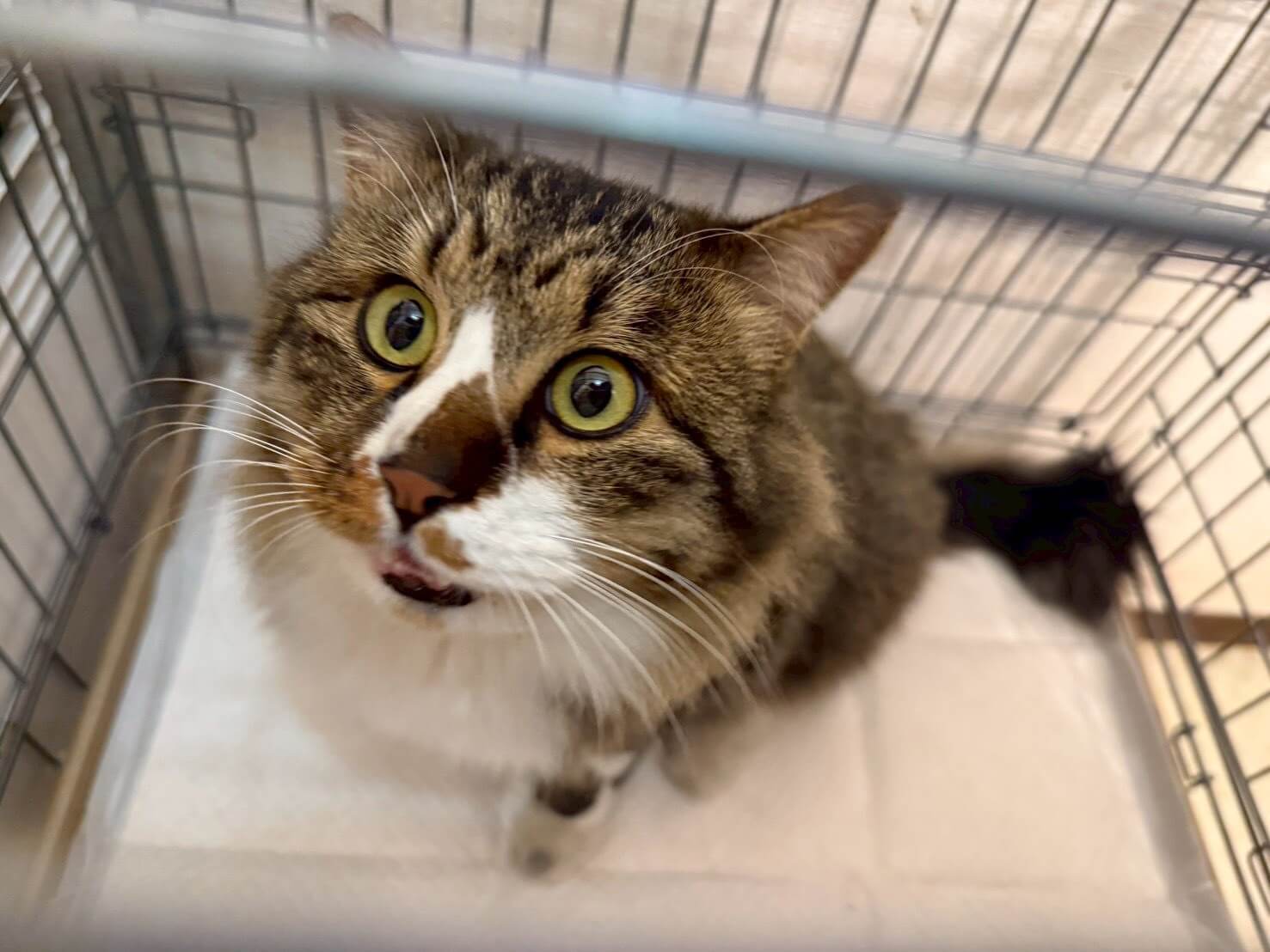 人懐こさ満点のモップくん