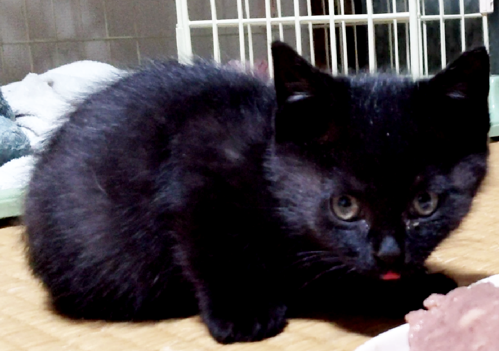 「【緊急】庭で保護したばかりの小さな命！至急家族になってください」