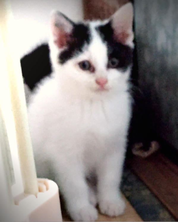 「【緊急】庭で保護したばかりの小さな命！至急家族になってください」