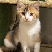 ⭐️2月1日開催⭐️大阪府堺市⭐️ミルキー 三毛⭐️4ヶ月の女の子