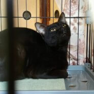 ⭐️1月11日開催⭐️大阪府堺市⭐️ネロ⭐️1歳の女の子