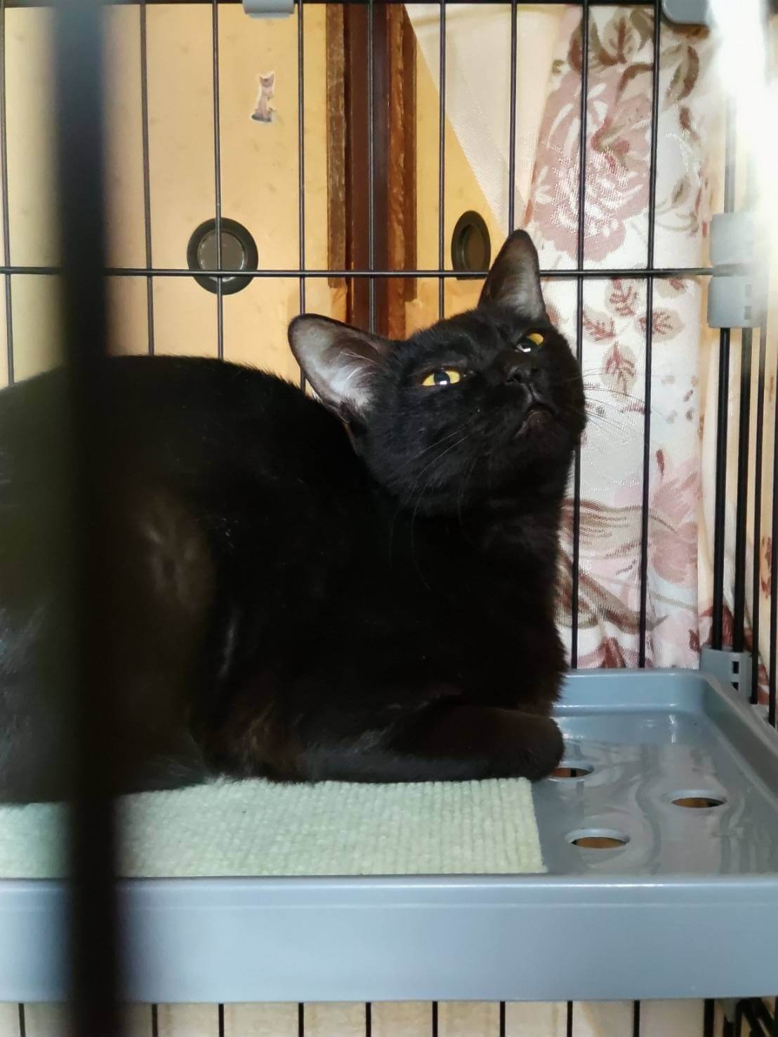 ⭐️1月11日開催⭐️大阪府堺市⭐️ネロ⭐️1歳の女の子