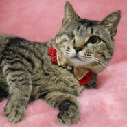 片目ハンデ!おっとり穏やか『大吉くん』2歳