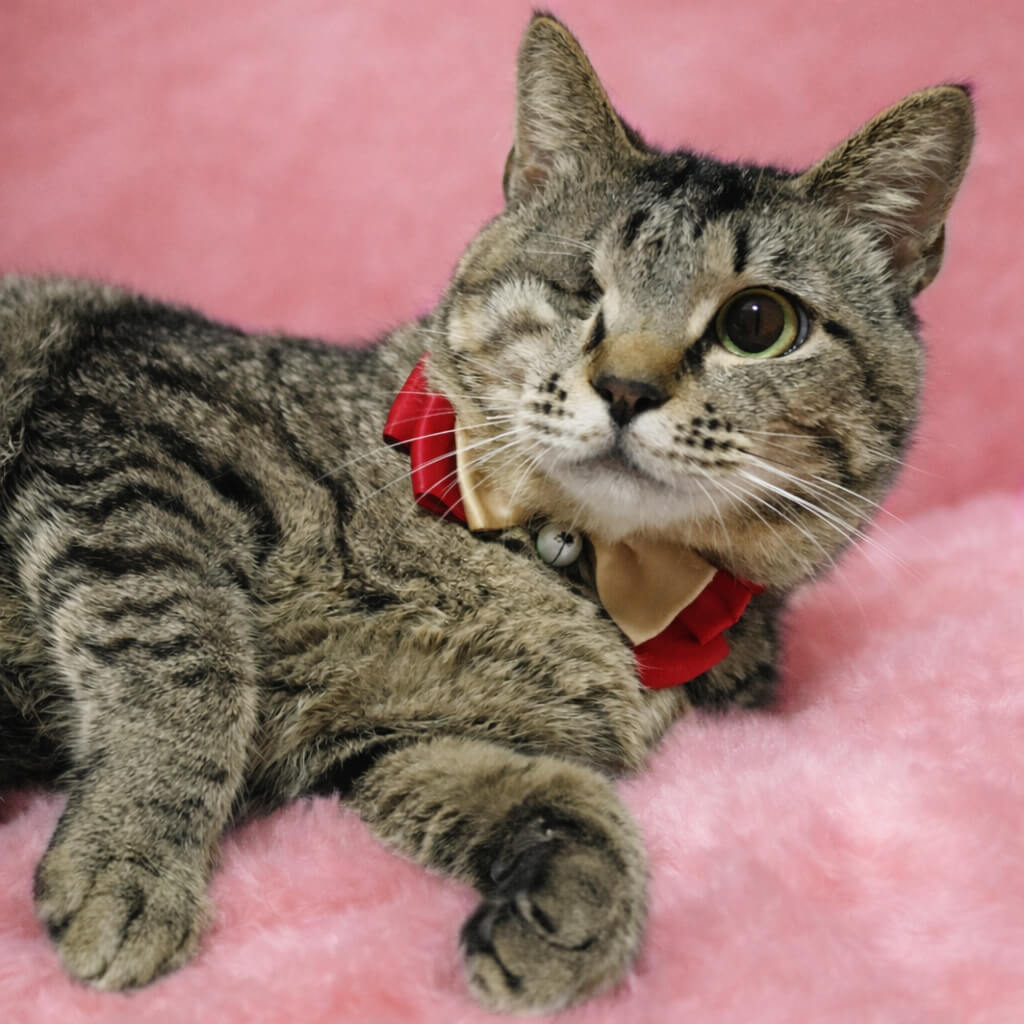 片目ハンデ！おっとり穏やか『大吉くん』２歳