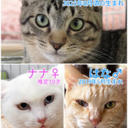 大中小猫16匹★みよし市