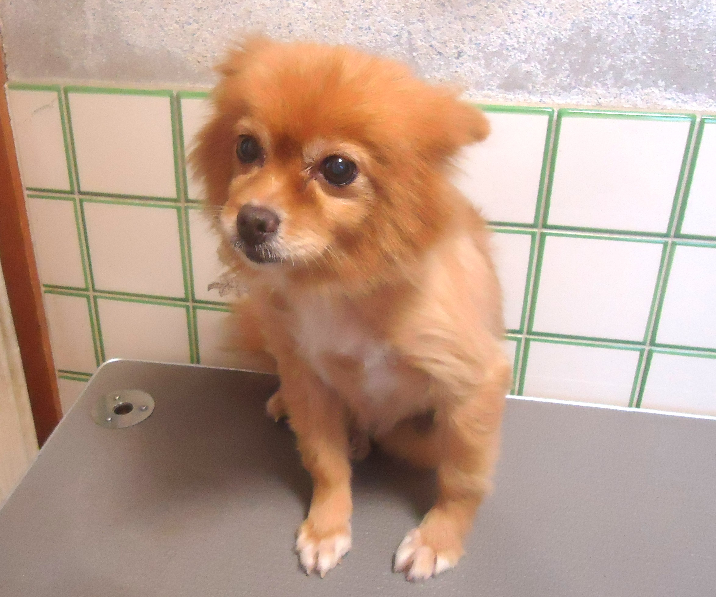 ポメラニアン　女の子　🎅