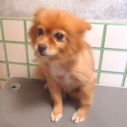 🎍繁殖終了犬　譲渡会