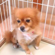 ポメラニアン 女の子💖