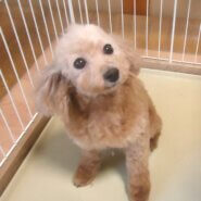 プードル 女の子 💖 小振り