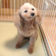 プードル 女の子 💖 小振り