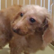 プードル 女の子 💖