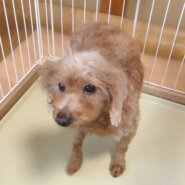 プードル　女の子　💖