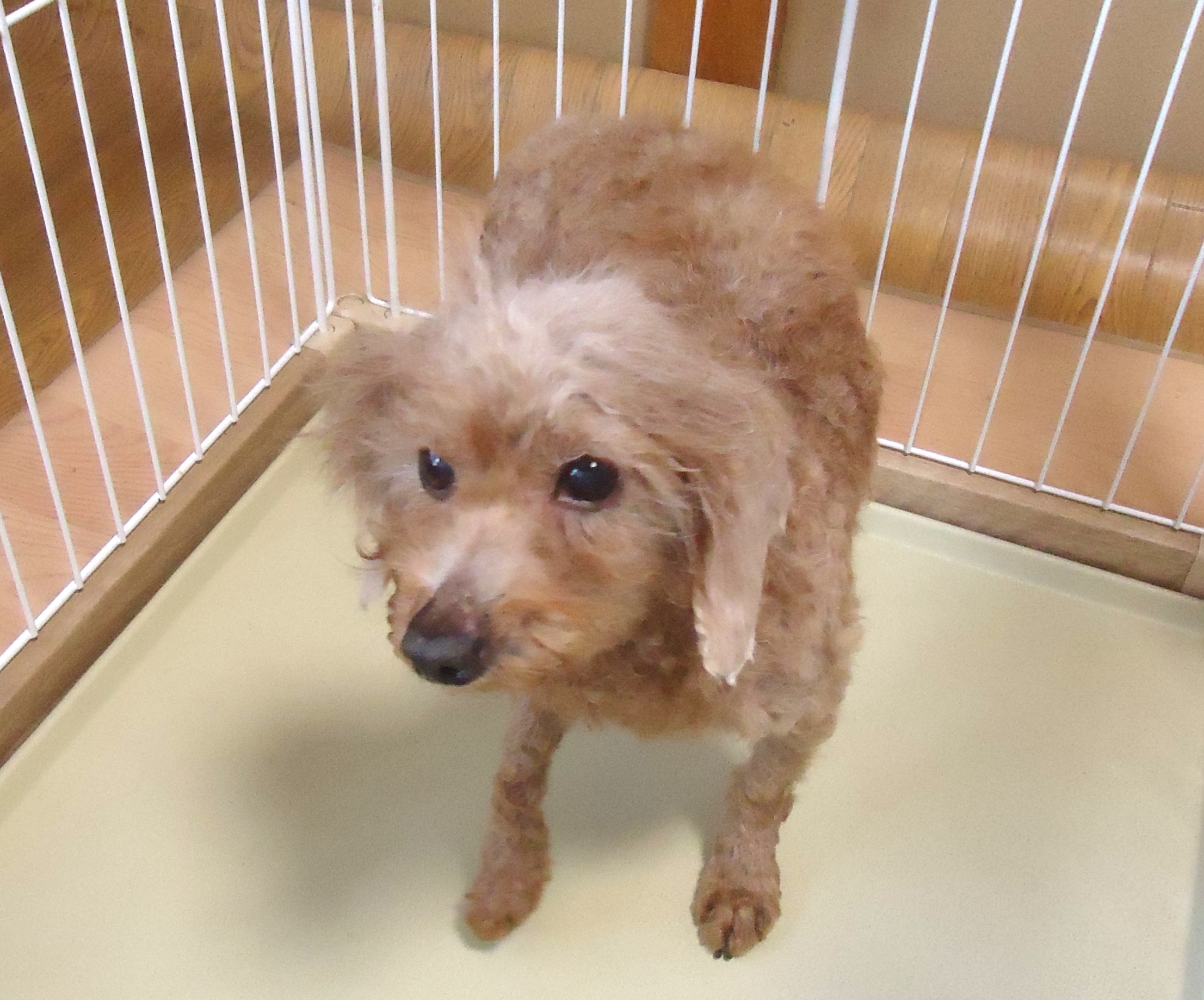 プードル　女の子　💖