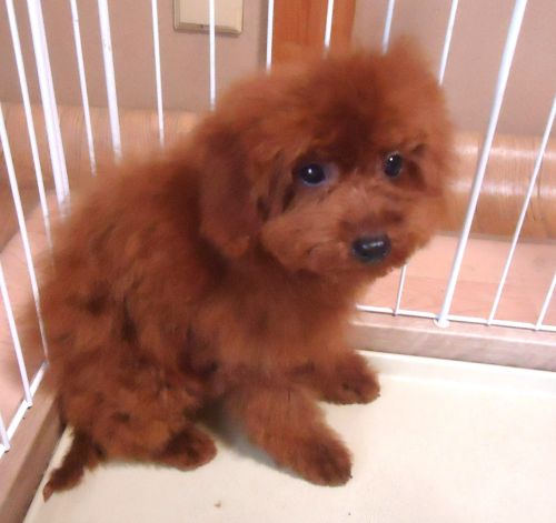 トイプードル　男の子💙