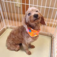 プードル　女の子　💖