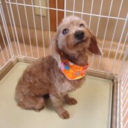 プードル　女の子　💖