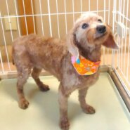 プードル 女の子 💖