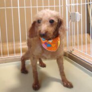 プードル　女の子　💖