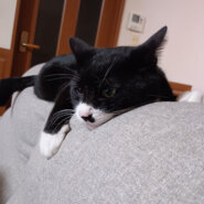 こんにちは！5歳の女の子です。落ち着いた毎日を、あなたと一緒に過ごしたくて待っています