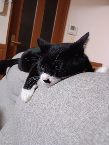 こんにちは!5歳の女の子です。落ち着いた毎日を、あなたと一緒に過ごしたくて待っています