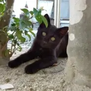 😽里親さんが決定しました😽