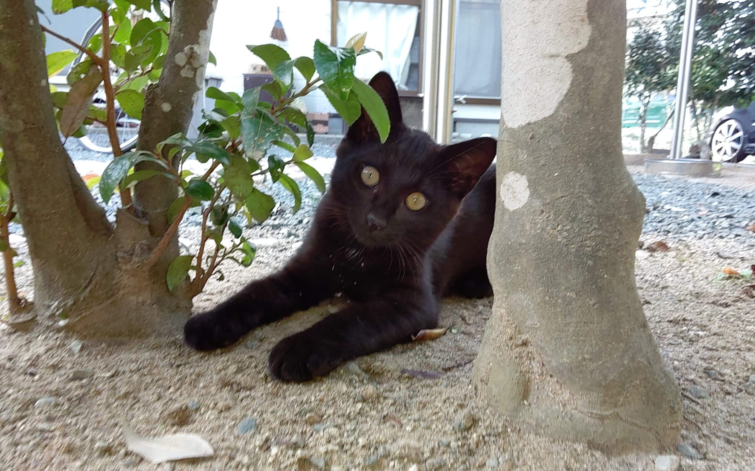 😽里親さんが決定しました😽
