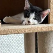 可愛い子猫ちゃん姉妹の里親募集