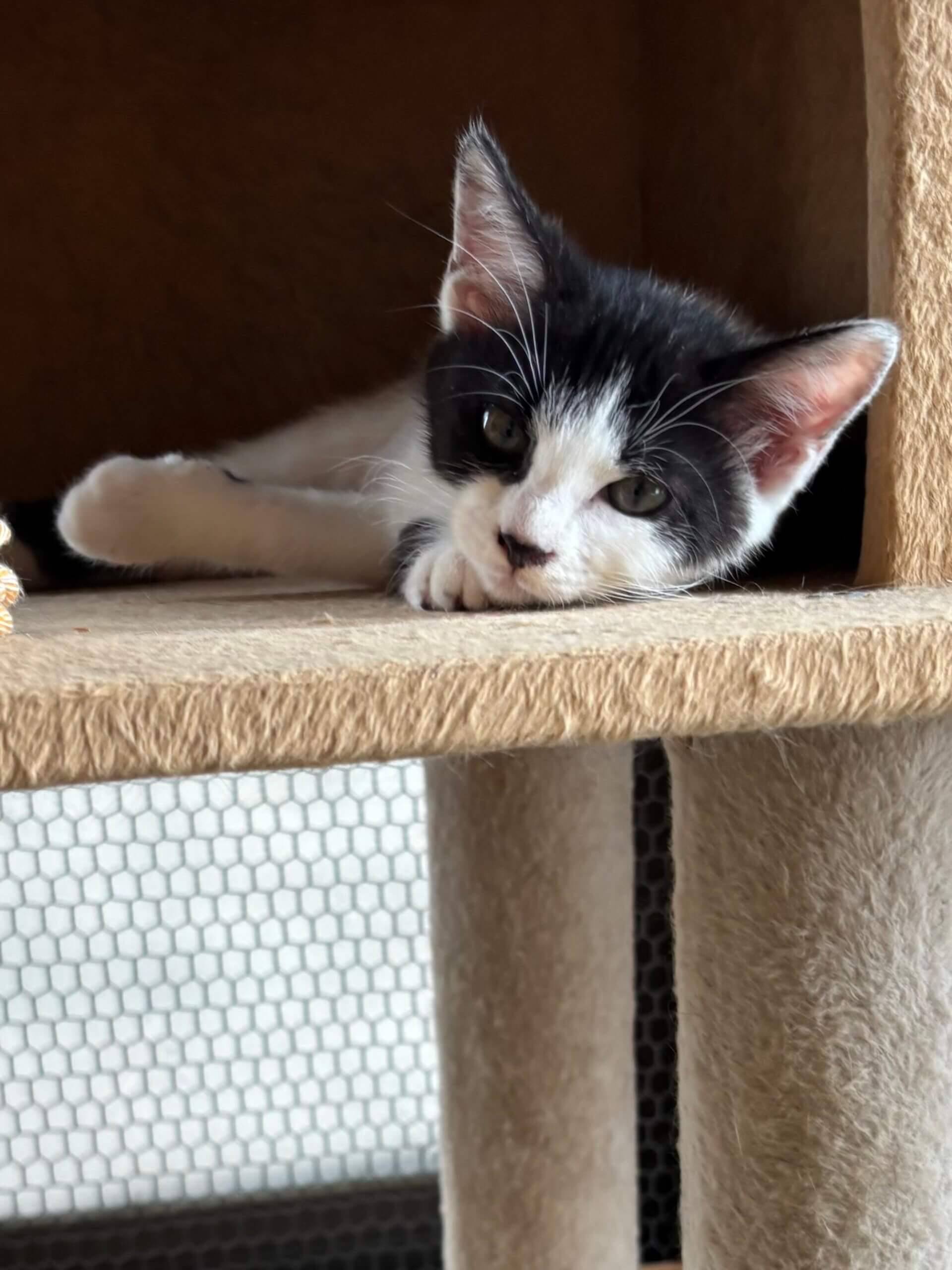 可愛い子猫ちゃん姉妹の里親募集