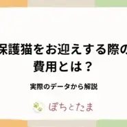 保護猫の費用は総額いくら?譲渡金と実データで解説【2026年】