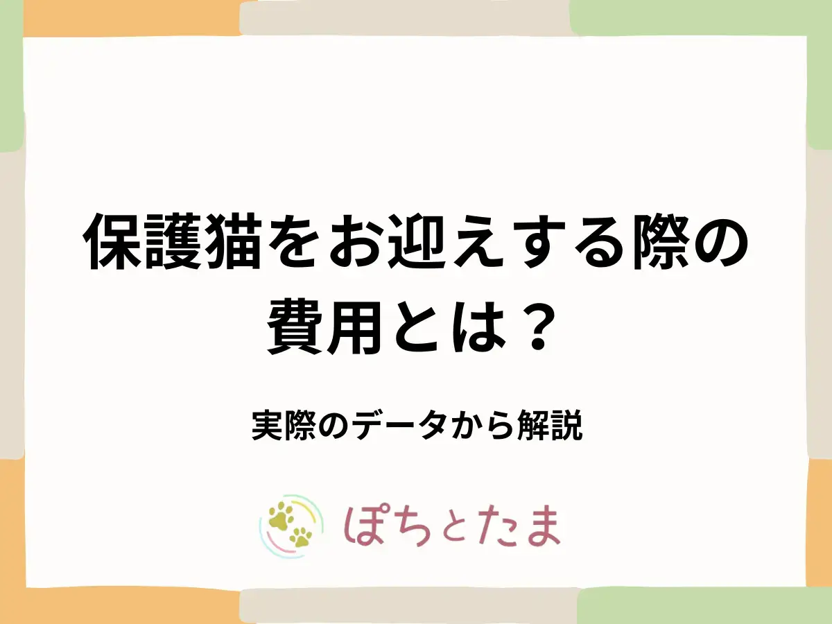 保護猫の費用は総額いくら？譲渡金と実データで解説【2026年】