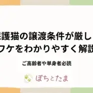 保護猫の譲渡条件が厳しいのはなぜ?単身・高齢でも迎えられる?