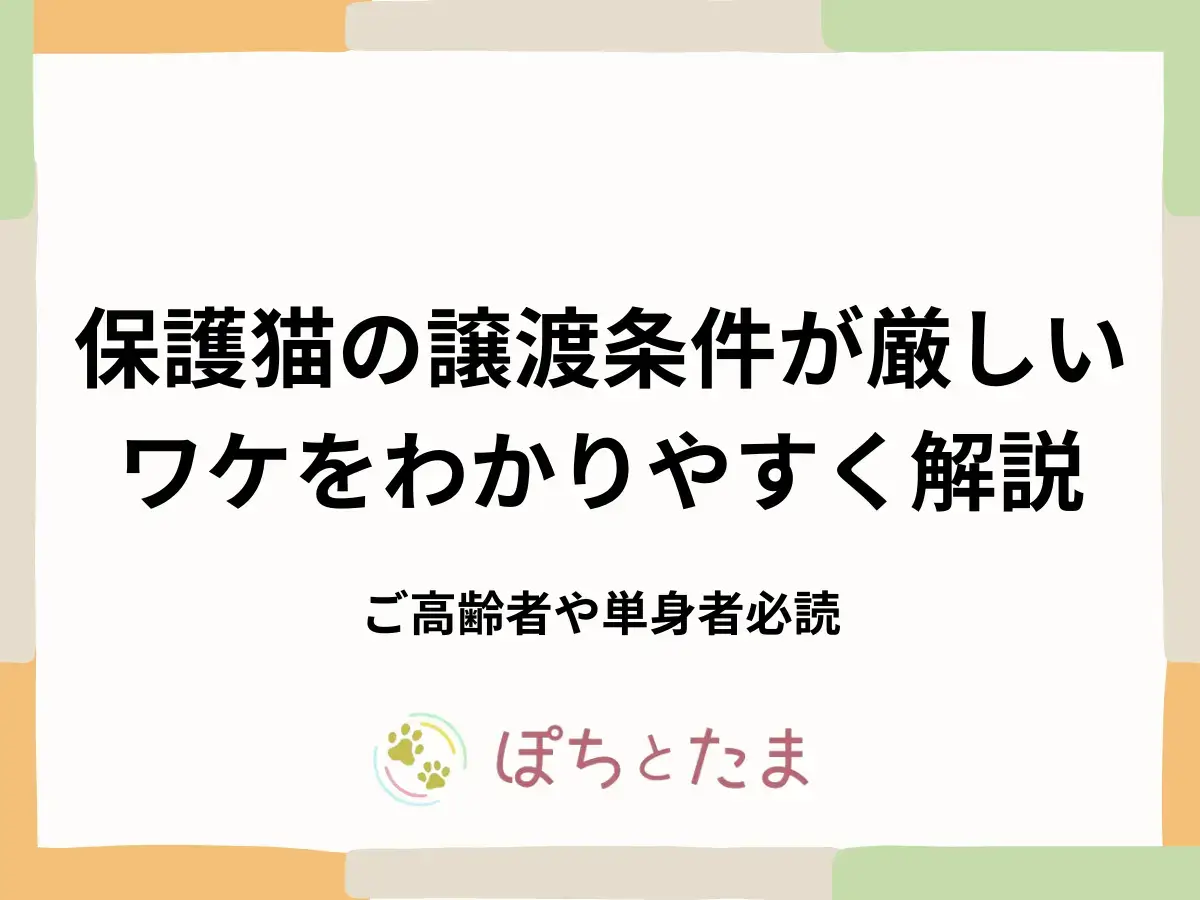 保護猫の譲渡条件が厳しいのはなぜ？単身・高齢でも迎えられる？