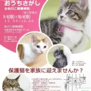 🚨【9・10月限定】あびこ動物病院での譲渡会が復活!🚨