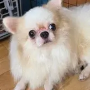 (チワワ)甘えたさんなプティオくん