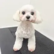 （マルチーズ）人懐っこいココちゃん