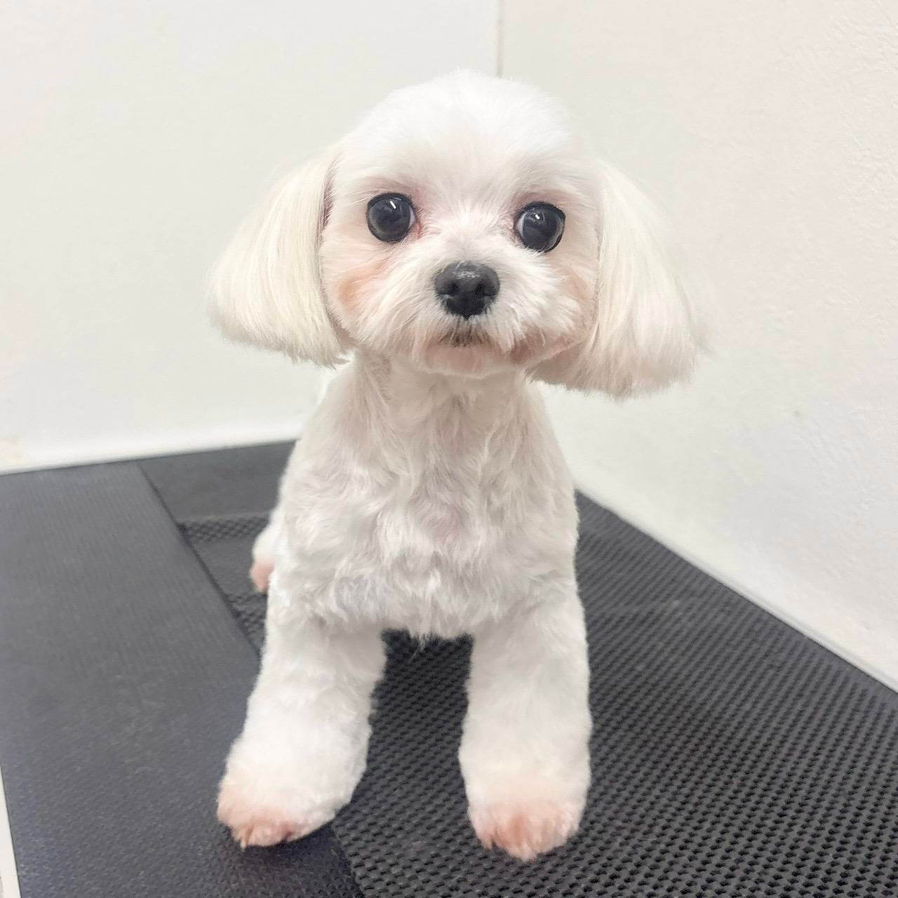 (マルチーズ)人懐っこいココちゃん