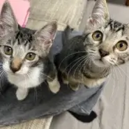 in春日井市☆子ねこ祭り☆保護猫達を暖かいオウチに迎えよう☆2026年8月22日（土）～ 非営利団体「ちーむ にゃいんず」