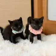 in江南市☆子ねこ祭り☆保護猫達をオウチに迎えよう☆2026年8月23日（日）～ 非営利団体「ちーむ にゃいんず」