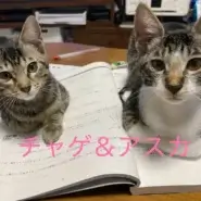 in岡崎市☆子ねこ祭り☆保護猫達を暖かいオウチに迎えよう☆2026年8月23日（日）～ 非営利団体「ちーむ にゃいんず」