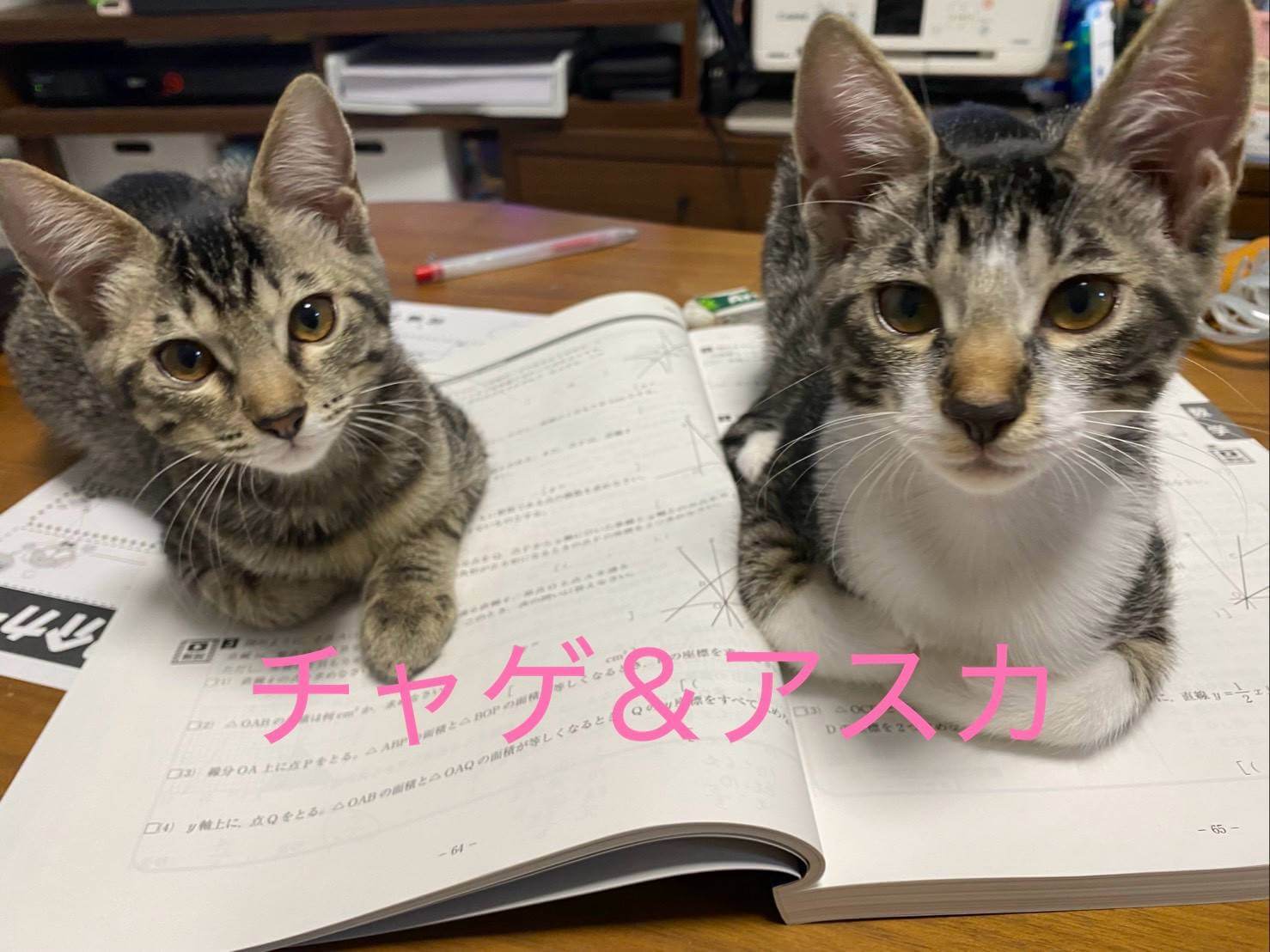 in岡崎市☆子ねこ祭り☆保護猫達を暖かいオウチに迎えよう☆2026年8月23日(日)~ 非営利団体「ちーむ にゃいんず」