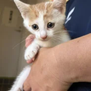 in春日井市☆子ねこ祭り☆保護猫達を暖かいオウチに迎えよう☆2026年8月29日（土）～ 非営利団体「ちーむ にゃいんず」