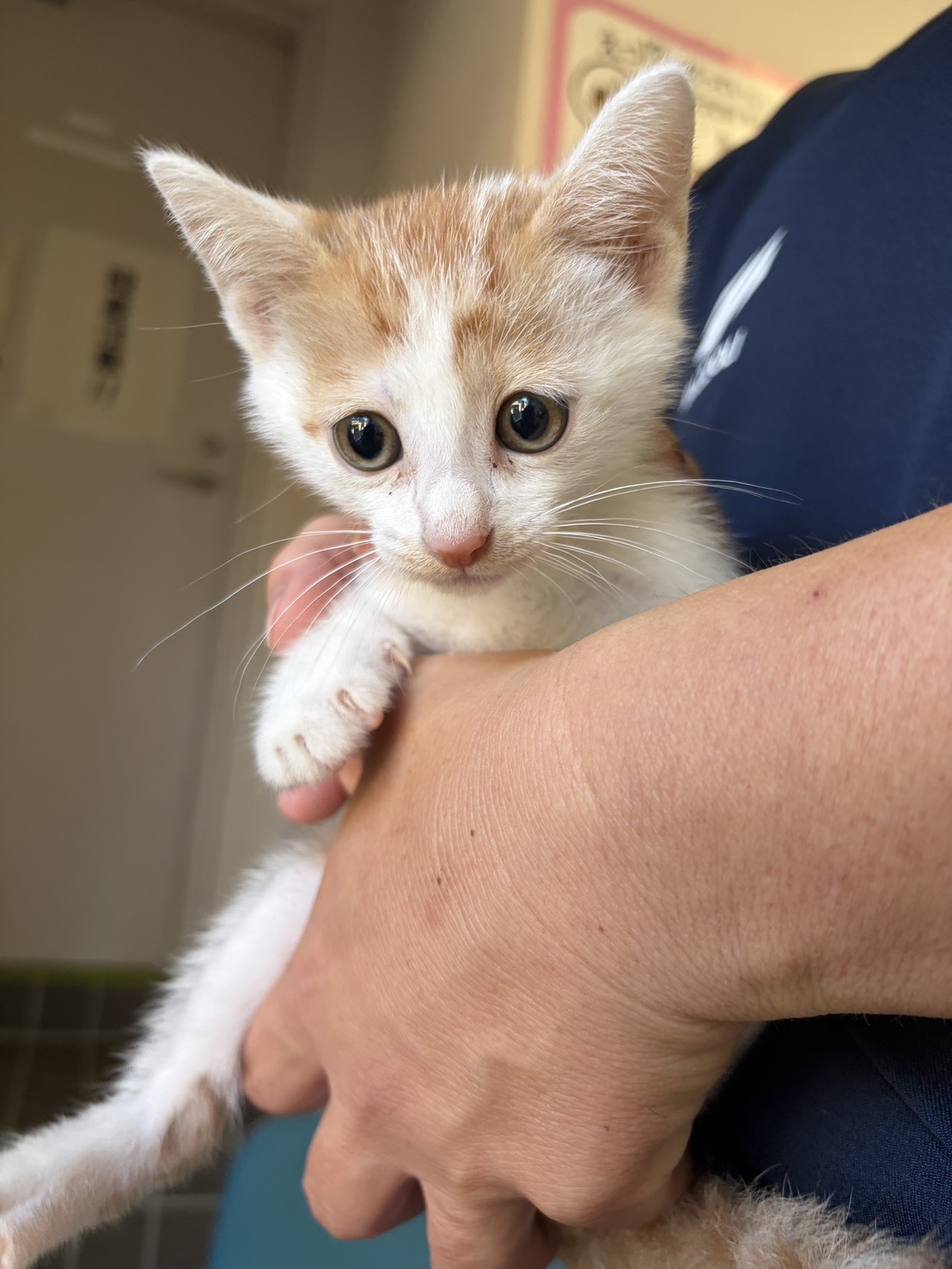 in春日井市☆子ねこ祭り☆保護猫達を暖かいオウチに迎えよう☆2026年8月29日(土)~ 非営利団体「ちーむ にゃいんず」