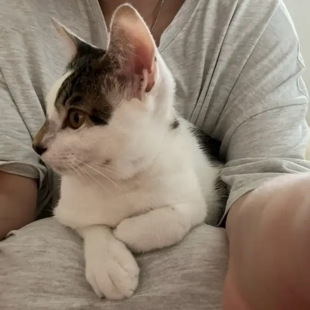 【1匹から歓迎】里親さんが決まるまで猫を預かってくださる方を探しています😺