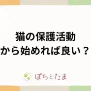 猫の保護活動とは？何から始めるか実データで解説【2026年】