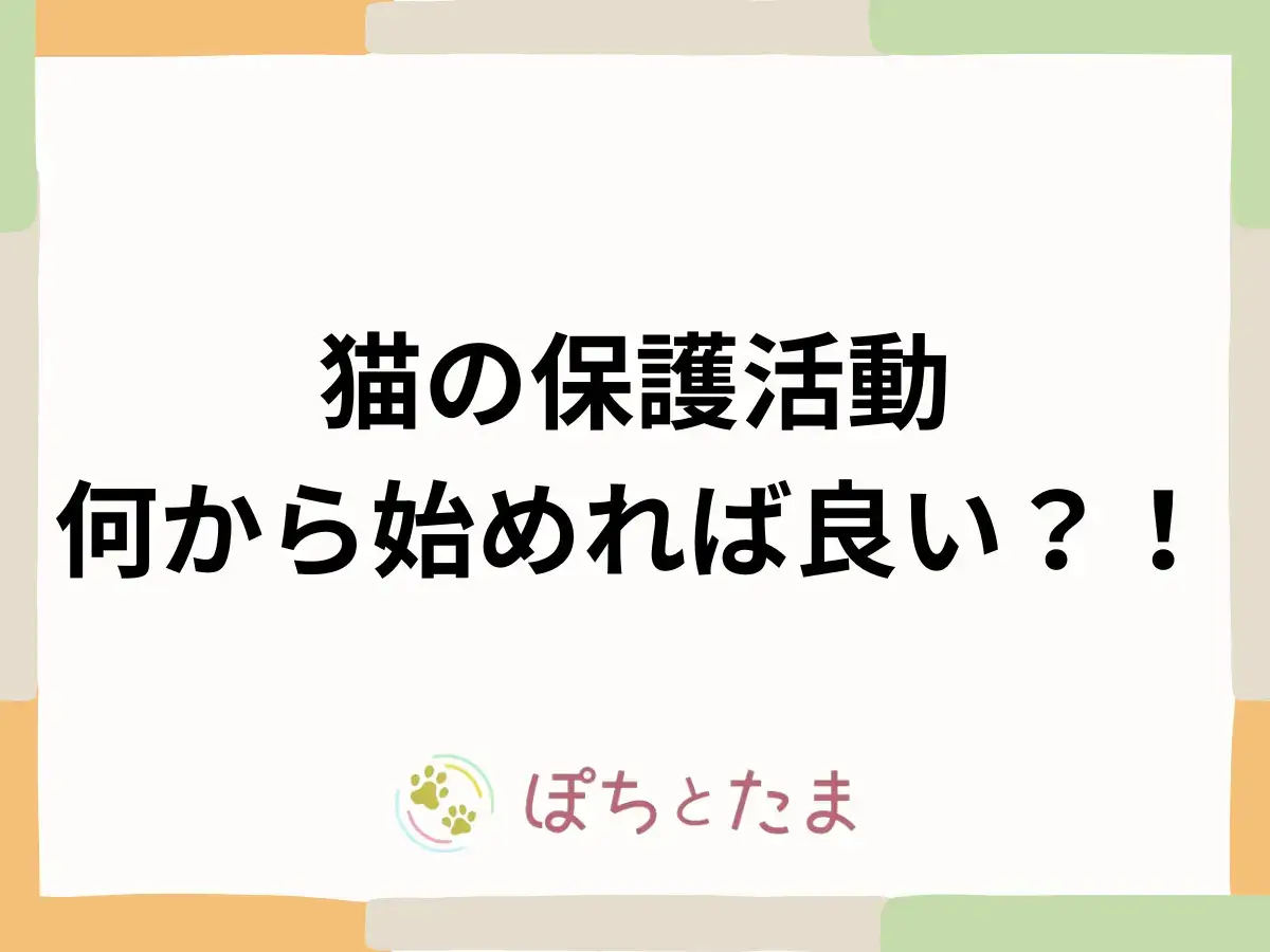 猫の保護活動とは？何から始めるか実データで解説【2026年】