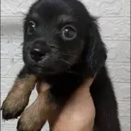 ちわっくすくん